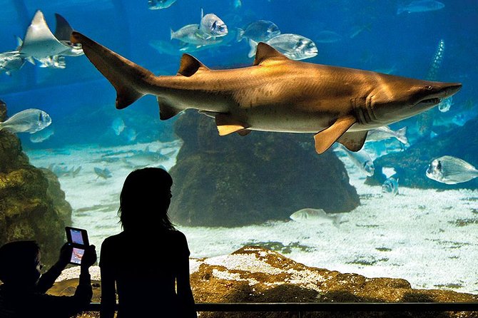 Barcelona Aquarium Skip the Line Ticket - L’Aquarium de Barcelona: the one-stop visit that still feels like a mini journey