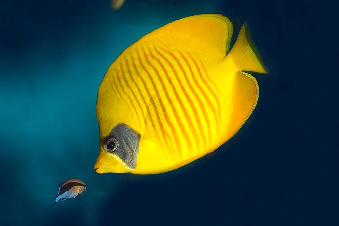 Barcelona Aquarium Skip the Line Ticket - Timing it right: how to avoid the worst crowds