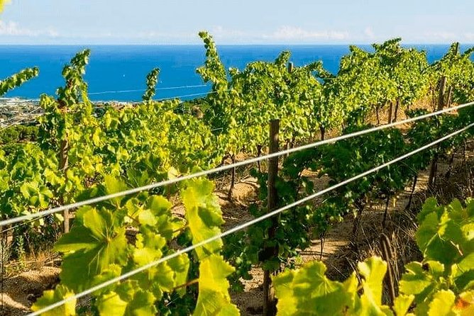 Barcelona eBike Beach Private Tour to Vineyards & Picnic - Back to Barcelona: train ride included, lifting bikes is the catch