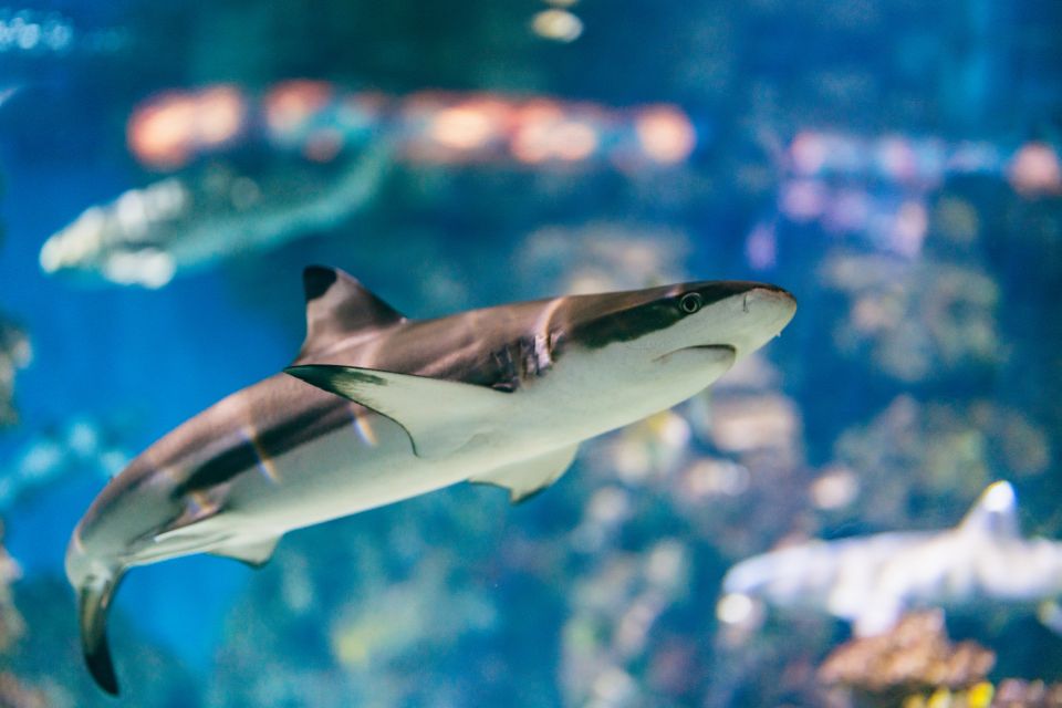 Barcelona: Hop-On Hop-Off Bus & Aquarium Tour - Audio Guide and Comfort: Small Features That Change Your Day