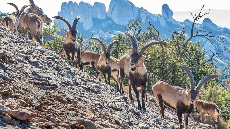 Barcelona: Montserrat Monastery and Natural Park Day Trip - The Monastery stop: what the guided hour does for your visit