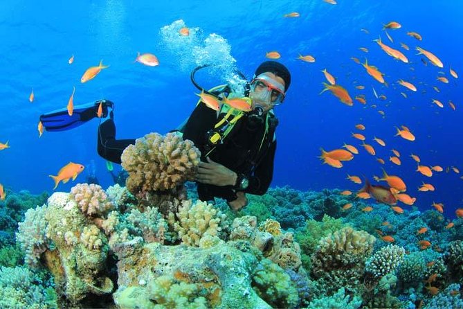 Beginners Scuba Diving Experience in Gran Canaria - Quick hits