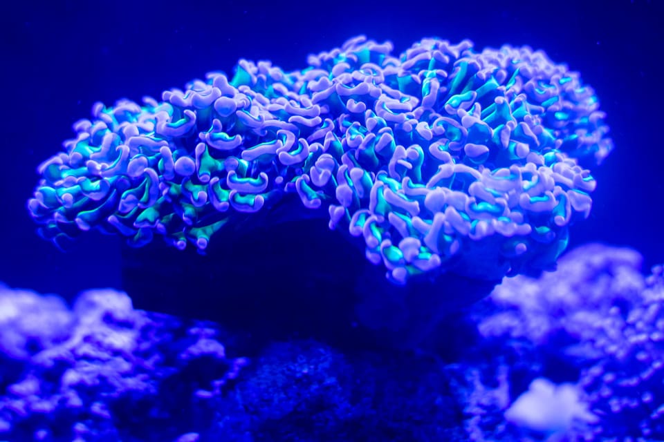 Benalmadena Aquarium Visit - How much time to plan: it’s quick, so go with the right mindset
