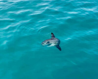 Benalmádena Boat Tour with Snorkeling, Water Slide and Lunch - Getting to the boat: Emotions by Lu’s Bus and pickup reality