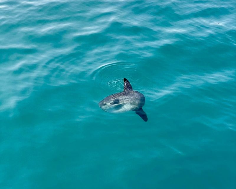 Benalmádena Boat Tour with Snorkeling, Water Slide and Lunch - Paddle surfing and kayaking: the calmer side of the action