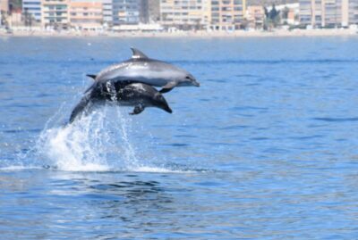 Benalmadena: Dolphin Watching Boat Tour - New Magic Catamaran Comfort: Shade, Music, Bar, and Underwater Windows