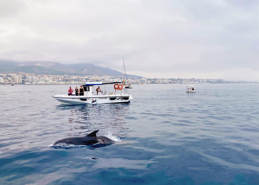Benalmadena: Private Boat Trip – Dolphins, Drinks & Snacks - The real flow of the trip: from port to dolphin odds