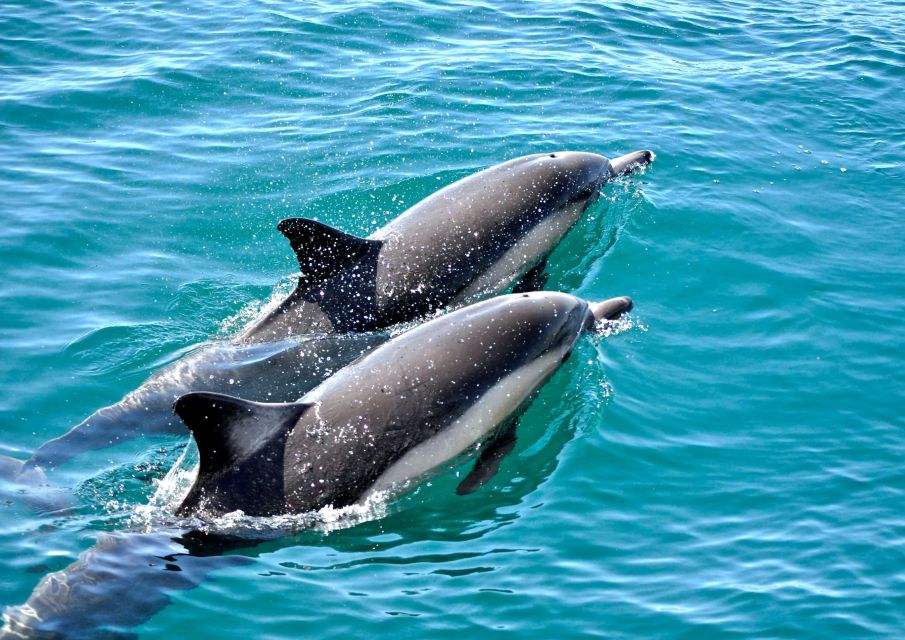 Benalmadena: Private Boat Trip – Dolphins, Drinks & Snacks - Best fit: who this private boat trip suits best