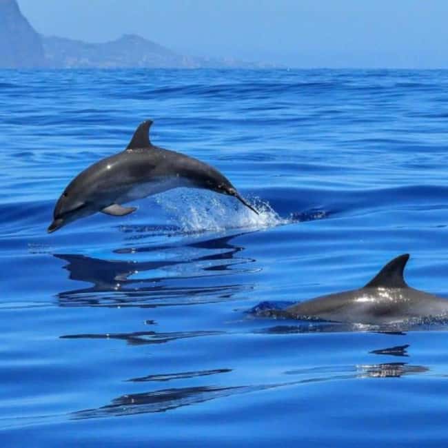 Benalmádena: Sailing & Dolphin Watching with Snacks/Drinks - Shared vs private: why the group size matters here