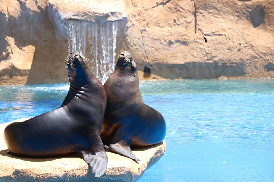 Benalmadena: Selwo Marina Admission Ticket - Key Things to Know Before You Go