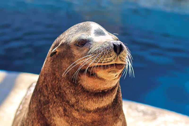 Benidorm: Mundomar Animal Park Entrance Ticket - A One-Day Mundomar Hit: what makes it work in Benidorm