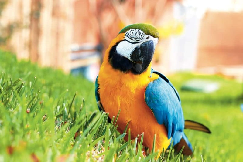 Benidorm: Mundomar Animal Park Entrance Ticket - Show Time: dolphins, sea lions, and a parrot performance you’ll remember