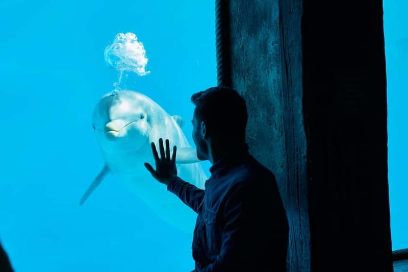 Benidorm: Mundomar Animal Park Entrance Ticket - Combo Ticket with Aqualandia: the smart two-day strategy