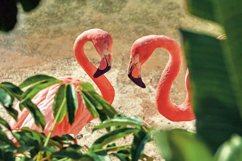 Benidorm: Mundomar Animal Park Entrance Ticket - Who this is best for (and who might be disappointed)