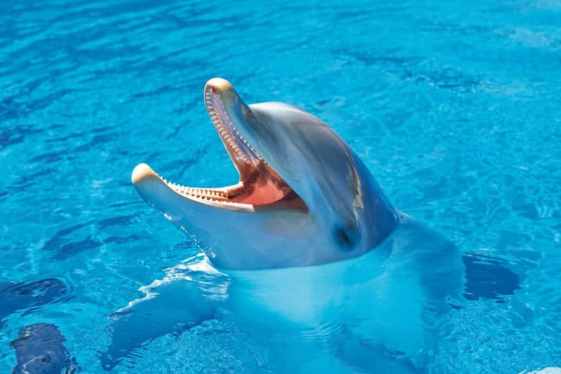 Benidorm: Mundomar Animal Park Entrance Ticket - Pricing and value: is $25 a fair deal?