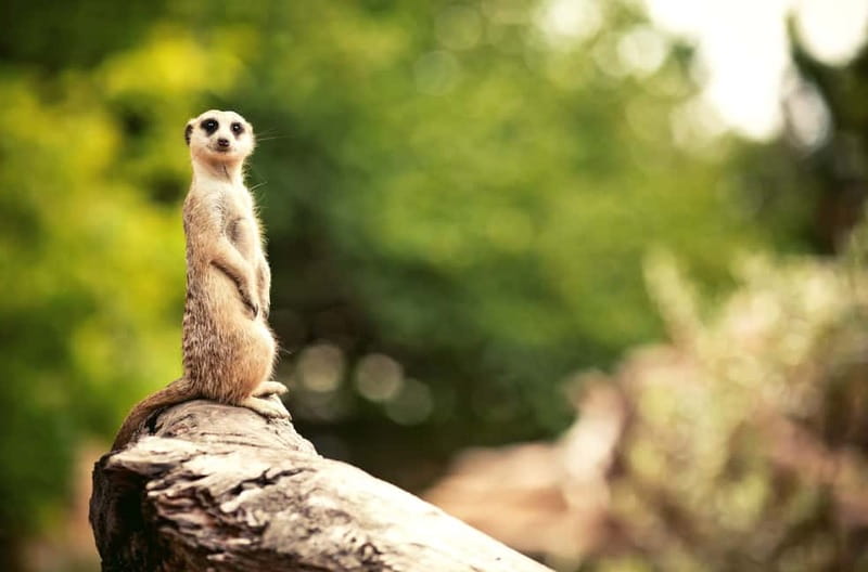 Benidorm: Mundomar Animal Park Entrance Ticket - Should You Book Mundomar Animal Park Entrance Tickets?