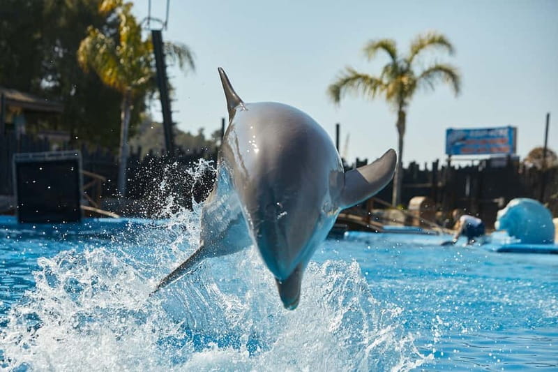 Benidorm: Mundomar Animal Park Entrance Ticket - What Your $25 Ticket Actually Covers (Shows, Parking, Maps)