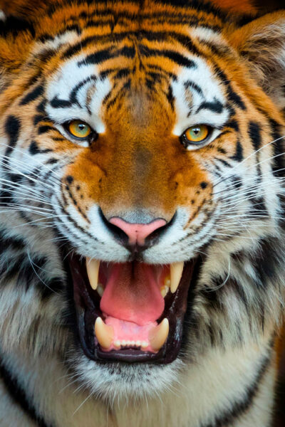 Benidorm: Terra Natura and Aqua Natura Combo Day Ticket - Terra Natura Benidorm: animals you’ll actually want to linger with