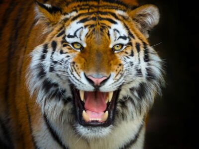 Benidorm: Terra Natura Theme Park 1-Day Tickets - Your one-day flow: from fire-and-lava start to the poison corners