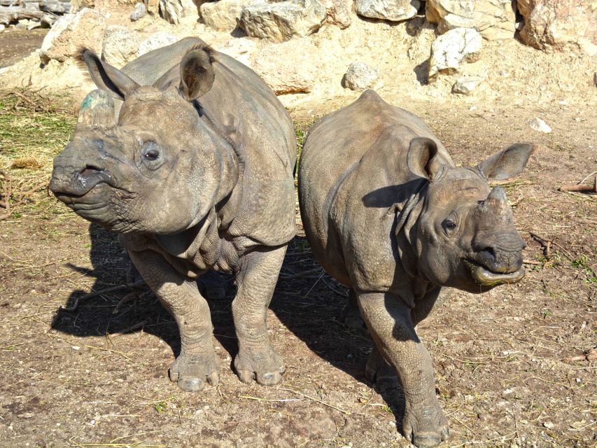 Benidorm: Terra Natura Theme Park 1-Day Tickets - Elephants and keeper-style moments: strength, intelligence, and close encounters