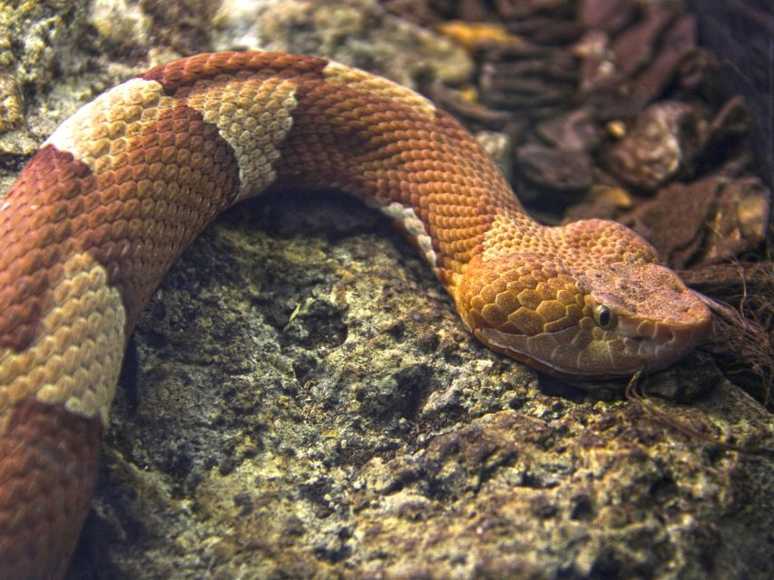 Benidorm: Terra Natura Theme Park 1-Day Tickets - Scorpions, tarantulas, and poisonous displays: the fun learning zone