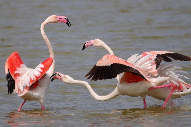 Birding & Photography Day Trip to Doñana from Seville - Key points before you go
