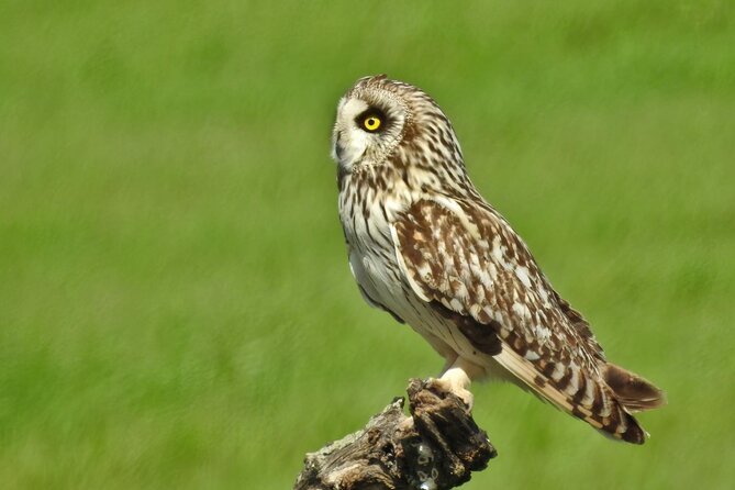 Birding & Photography Day Trip to Doñana from Seville - Marshlands, umbrella pines, and rice paddies: what to expect in each habitat