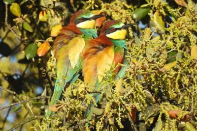 Birding & Photography Day Trip to Doñana from Seville - Doñana National Park: how the main 8-hour birding block plays out