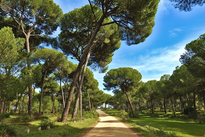 Birding & Photography Day Trip to Doñana from Seville - Guides like Maria, Vincent, and Sergio: spotting speed and calm explanations