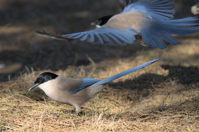 Birding & Photography Day Trip to Doñana from Seville - Binoculars and a scope: included tools that actually change your day