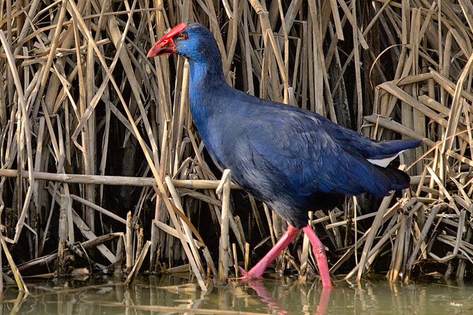 Birding & Photography Day Trip to Doñana from Seville - Price and value: what $150.85 buys you (and what it doesn’t)