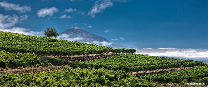 Bodegas Monje Winery Ticket w/Wine Tasting & Mojo Sauce Workshop - Wine tasting lineup: Dragoblanco, Hollera, and MonjeTradicional with pairing plates
