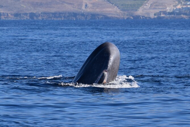 Bonadea II Ecological Whale Watching, 2 hours - Key highlights you can plan around