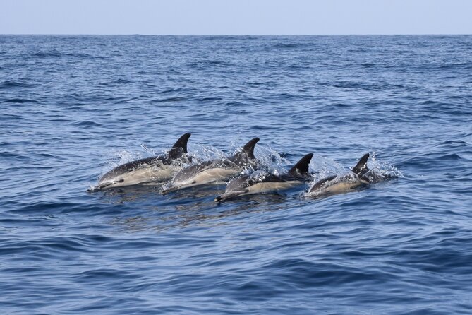 Bonadea II Ecological Whale Watching, 2 hours - Bonadea II: small Zodiac, real-world comfort and limits