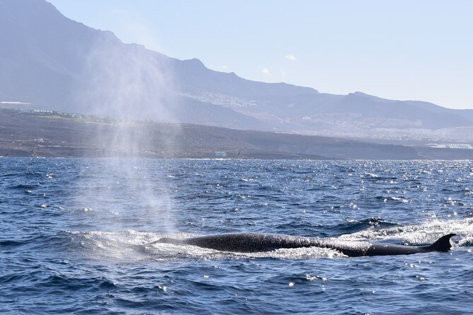 Bonadea II Ecological Whale Watching, 2 hours - How the route and timing can shape what you notice