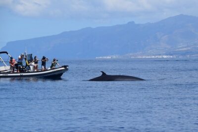 Bonadea II Ecological Whale Watching, 2 hours - Why the Teno-Rasca Natura 2000 zone changes the whole experience