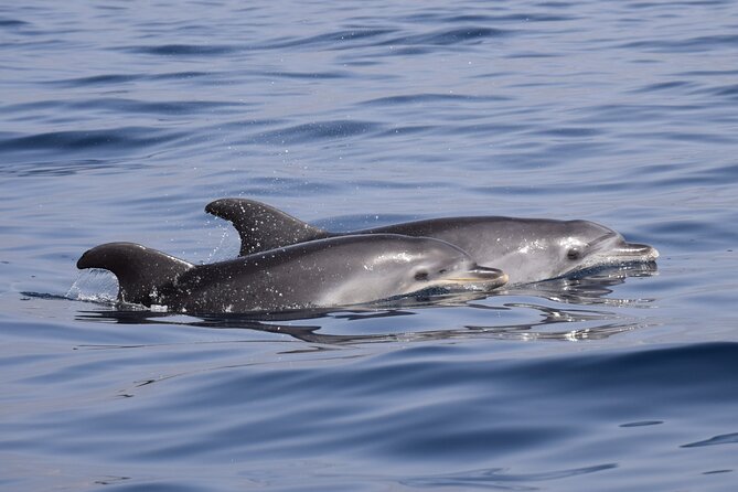 Bonadea II Ecological Whale Watching, 2 hours - Price and value: is $78.64 a fair deal?