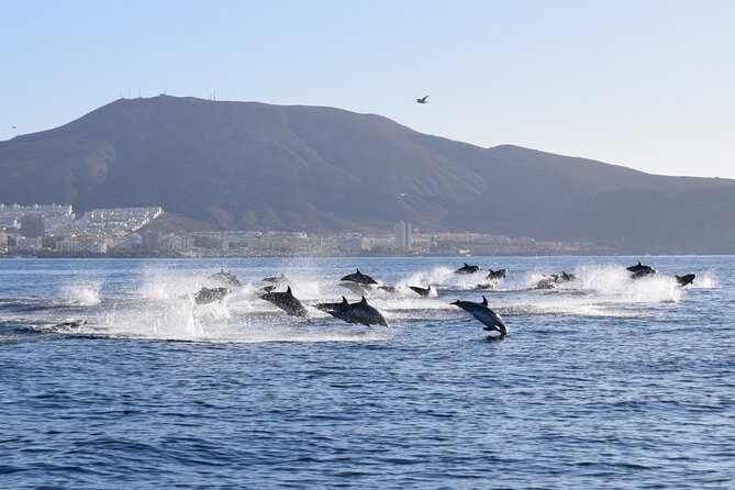 Bonadea II Ecological Whale Watching, 2 hours - Who this tour is perfect for (and who should be cautious)