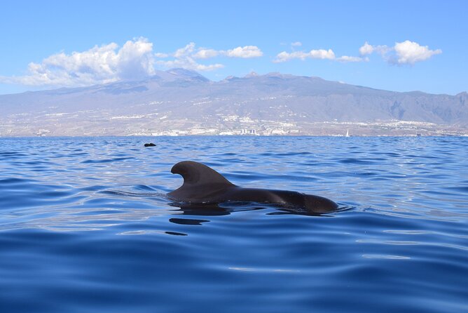 Bonadea II Ecological Whale Watching, 2 hours - Should you book Bonadea II whale watching in Tenerife?