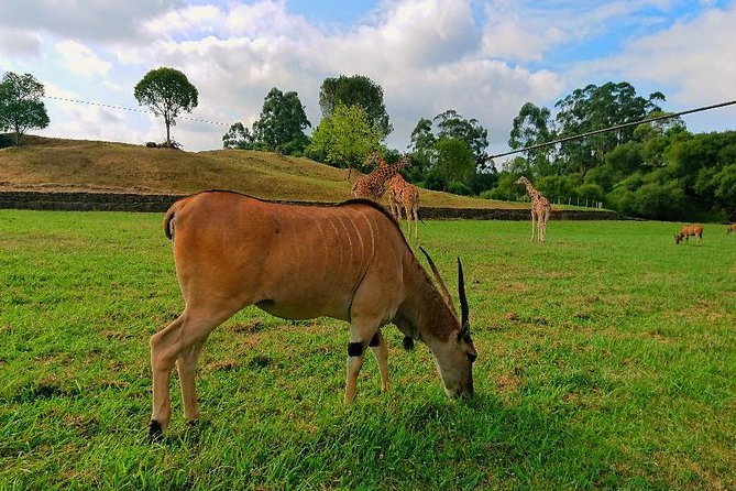Cabarceno Natural Park Guided Visit from Santander - Key highlights I’d circle before you book