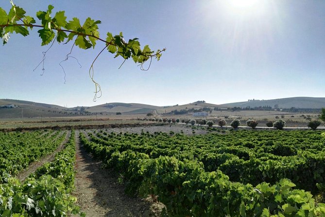 Cadiz and Jerez Day Trip from Seville - Which guides make the biggest difference