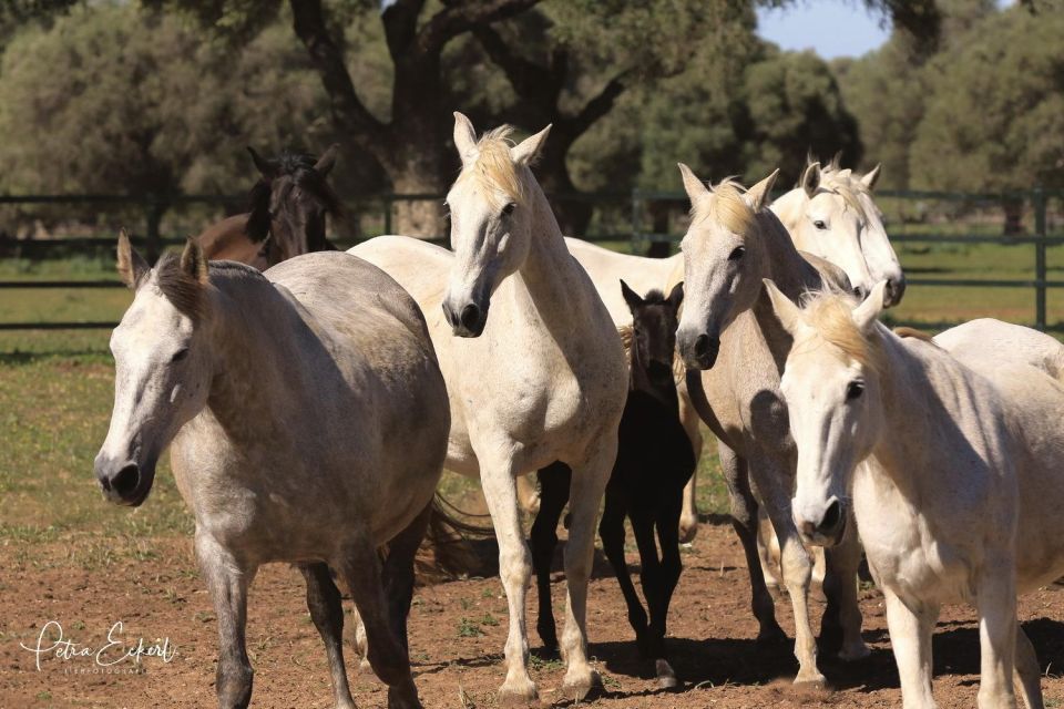 Cadiz: Andalusian Horses and Bulls Country Show - Key things to know before you go