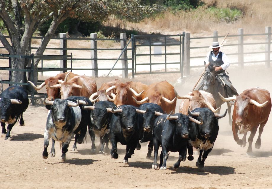 Cadiz: Andalusian Horses and Bulls Country Show - How the Cadiz bull-and-horse show actually works