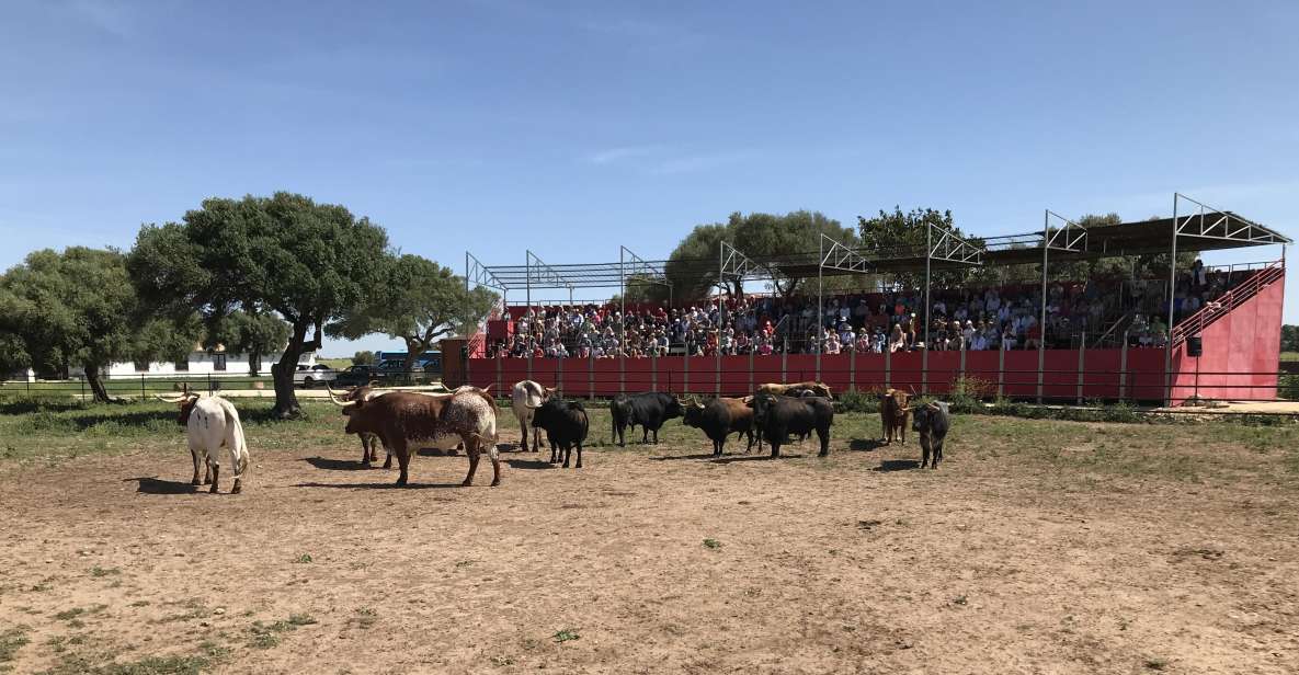 Cadiz: Andalusian Horses and Bulls Country Show - The Alvaro Domecq horses: classical dressage meets countryside style
