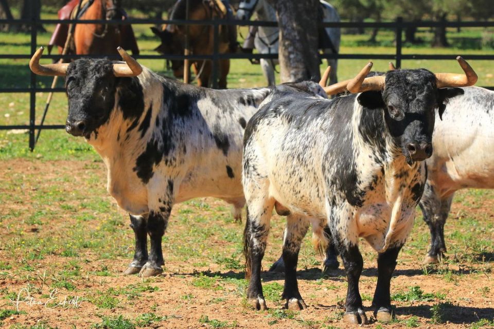Cadiz: Andalusian Horses and Bulls Country Show - Explanations and host energy: you’ll learn as you watch
