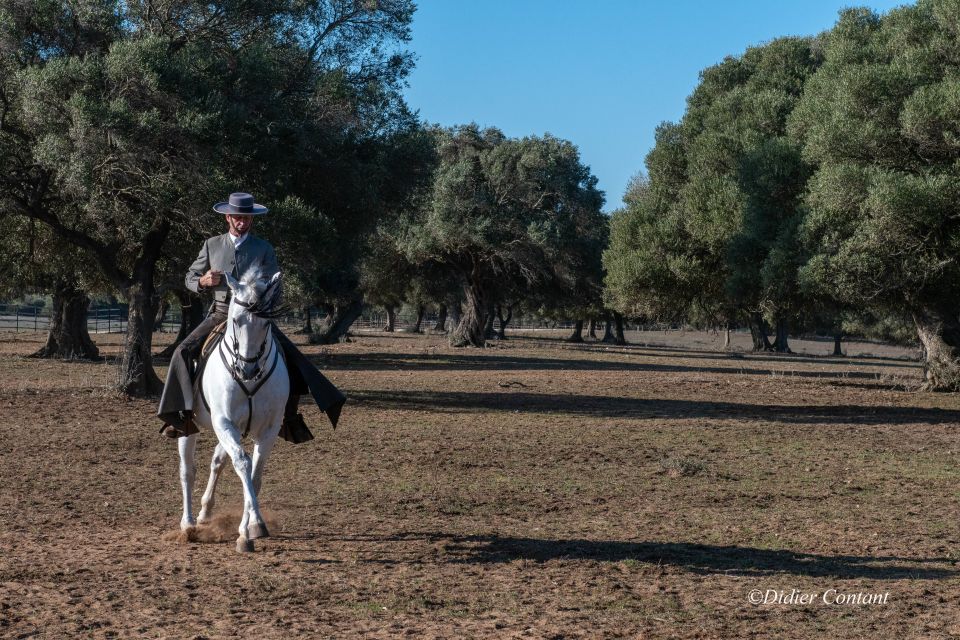 Cadiz: Andalusian Horses and Bulls Country Show - My bottom line: should you book this bull-and-horse show?