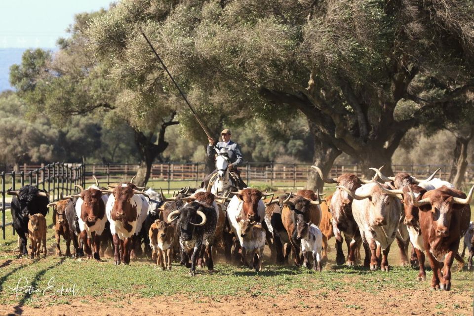 Cadiz: Andalusian Horses and Bulls Country Show - FAQ