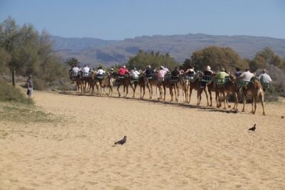 Camel Riding in Maspalomas Dunes - Camels, comfort, and what makes this feel easy
