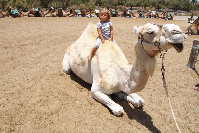 Camel Riding in Maspalomas Dunes - Price and value: is $21.63 worth it?