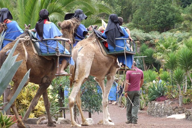 Camel Riding Tour at El Tanque, Tenerife - Key things to know before you ride